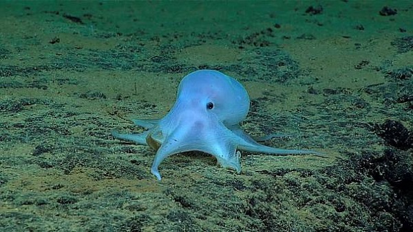 NOAA Temukan Gurita Mirip Hantu